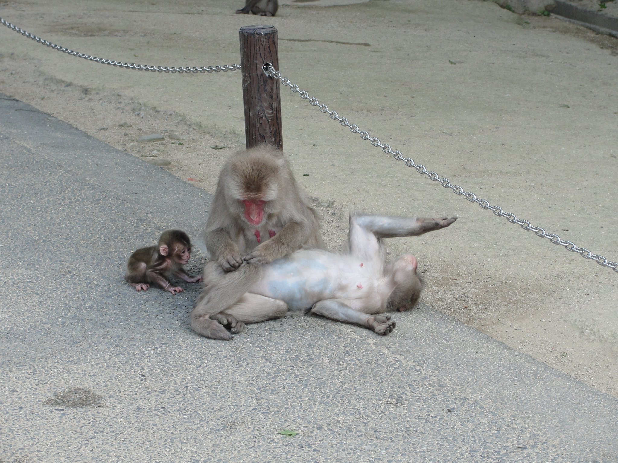 🐒 다카사키야마 자연 동물원(다카사키야마 시젠 도부쓰엔) 이미지 7